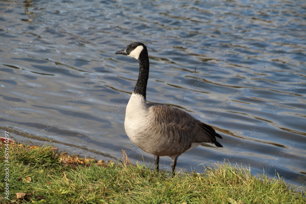 Goose By The Water, William Hawrelak Park, Edmonton, Alberta Goose By The Water, William Hawrelak Park, Edmonton, Alberta