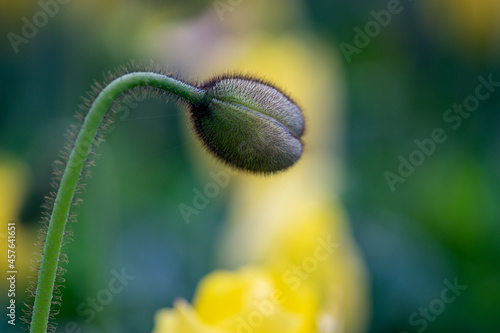 Poppy Bud Growing in a Garden photo