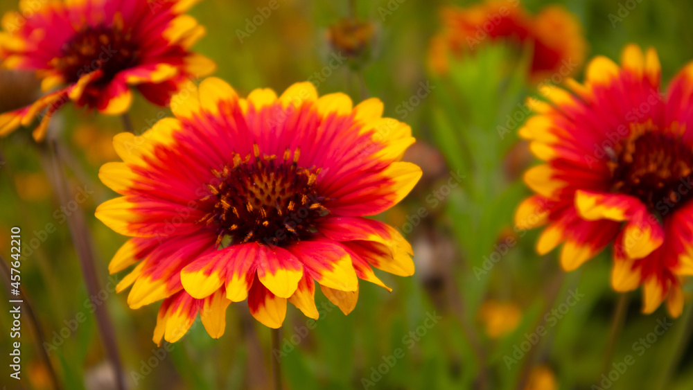 Pink red flower with Yellow Edges Pink red flower with Yellow Edges