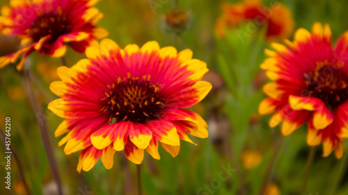 Pink red flower with Yellow Edges