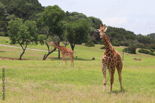 giraffe in meadow