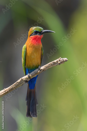 Red-throated Bee-eater - Merops bulocki, beautiful colored bird from African lakes and rivers, Murchison falls, Uganda. © David