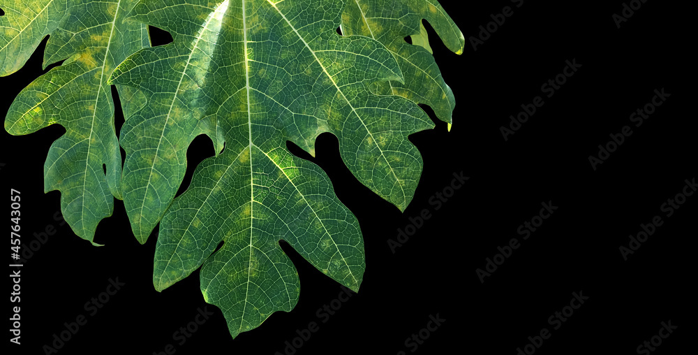 Isolated papaya leaf with clipping paths. Isolated papaya leaf with clipping paths.