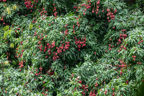 The Orchard was covered with Ripe Red Lychees