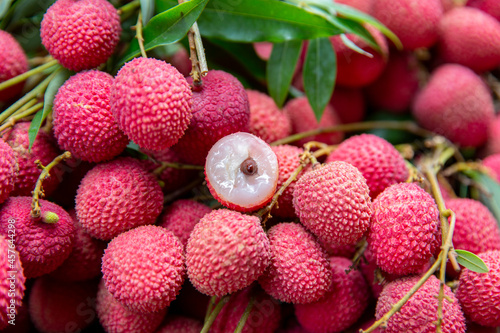 The Orchard was covered with Ripe Red Lychees