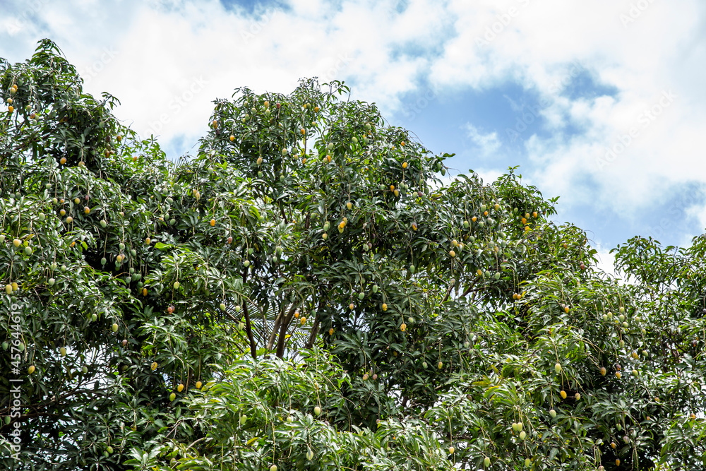 The Orchard is full of Ripe Mangoes