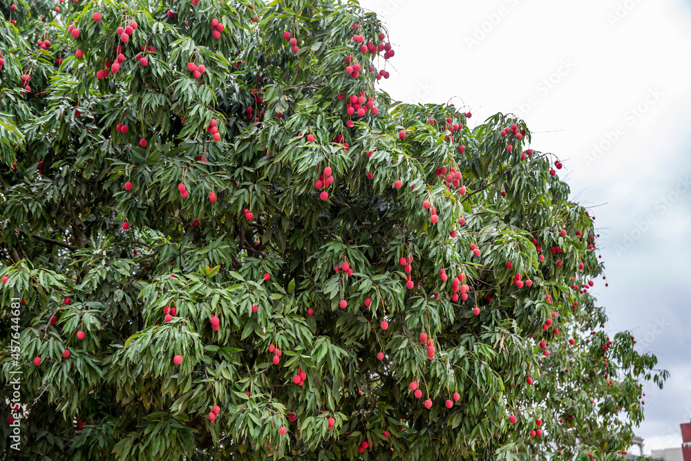 The Orchard was covered with Ripe Red Lychees The Orchard was covered with Ripe Red Lychees