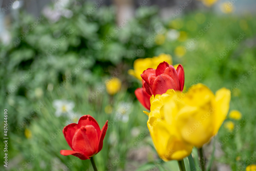 Yellow and red tulips have blossomed in the garden bed. Floral concept. Yellow and red tulips have blossomed in the garden bed. Floral concept.