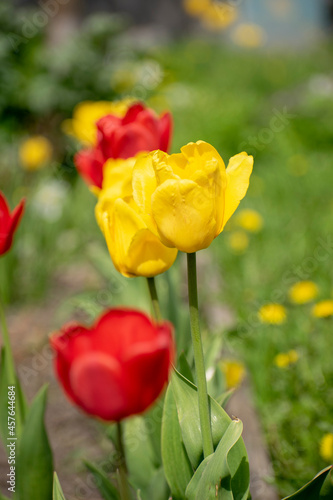 Yellow and red tulips have blossomed in the garden bed. Floral concept.