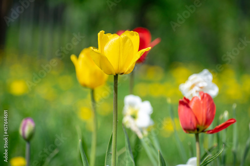 Yellow and red tulips have blossomed in the garden bed. Floral concept.