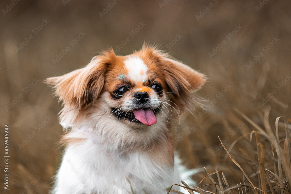 Süßer kleiner Hund sitzt in einer Wiese 