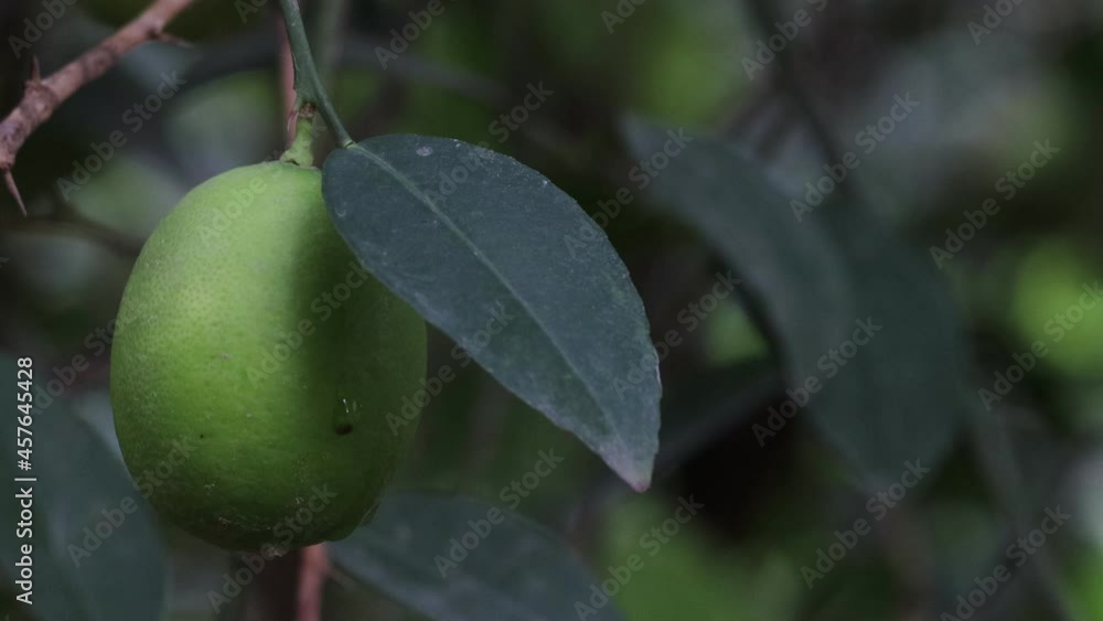 Fresh organic green lemons hanging from a lemon tree in the garden Fresh organic green lemons hanging from a lemon tree in the garden