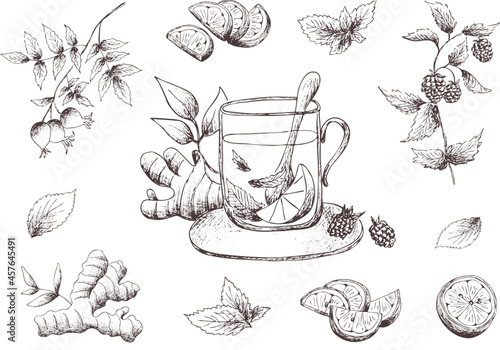 Hand drawn vintage outline detox vector image on transparent background. Naturopathic medicine set: herbal tea mug, lemon, mint, ginger root, rose hip.  clipart. Pharmacy. Healthy
