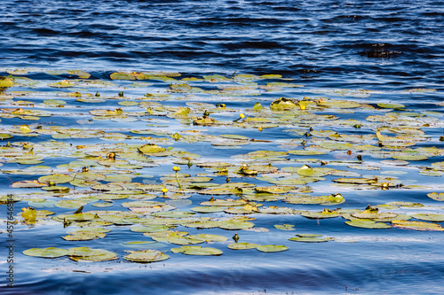 Fotografia Yellow Water-lilies in the blue water