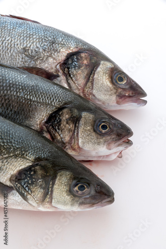 Sea bass with white background