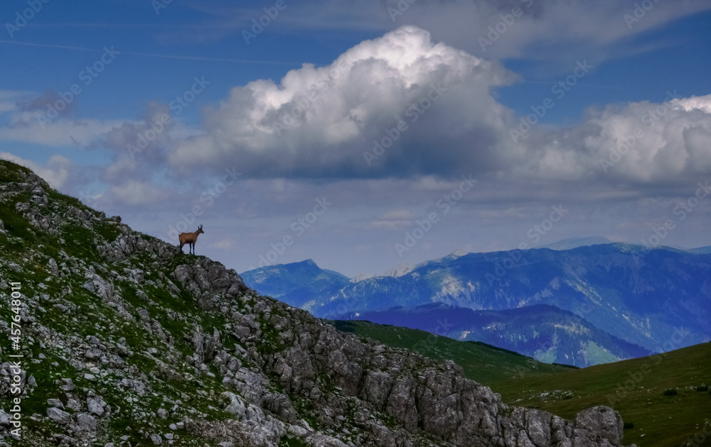single chamois standing on the rocks from a mountain with wonderful view to the landscape detail