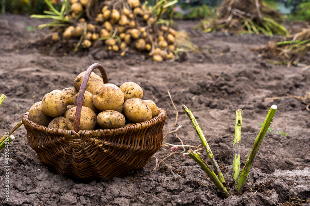 A basket with yellow potato tubers in close-up with a potato bush in the garden against the background of a pile of freshly dug potatoes. Background A basket with yellow potato tubers in close-up with a potato bush in the garden against the background of a pile of freshly dug potatoes. Background