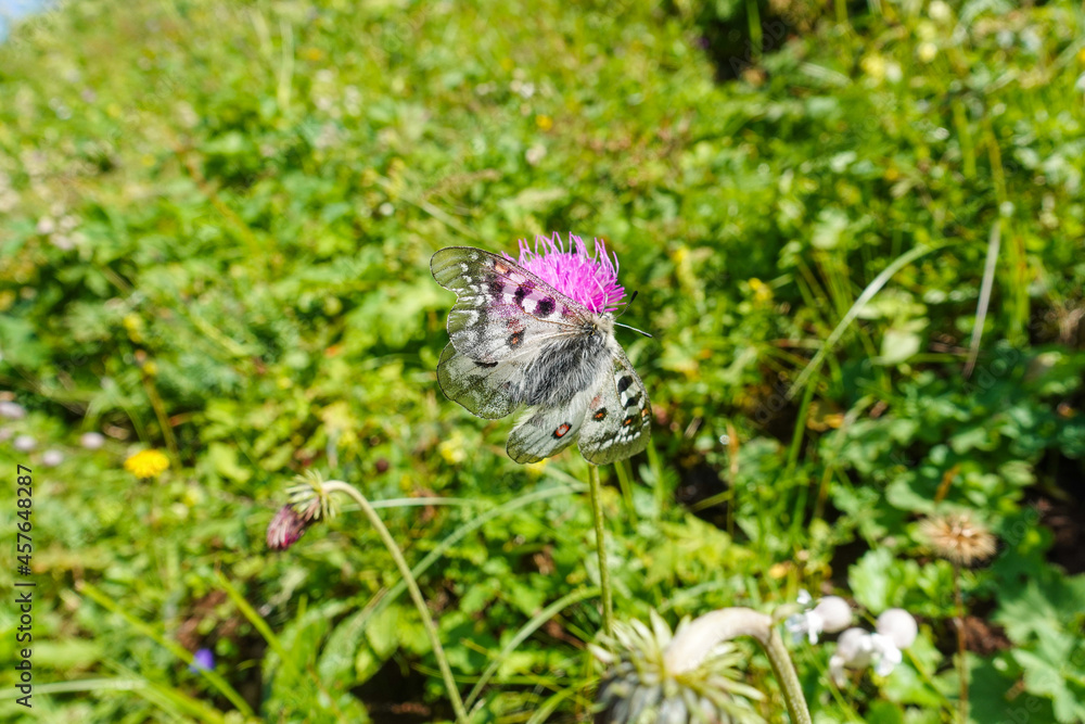 small rare mountain apollo butterfly on a pink blossom in the nature small rare mountain apollo butterfly on a pink blossom in the nature