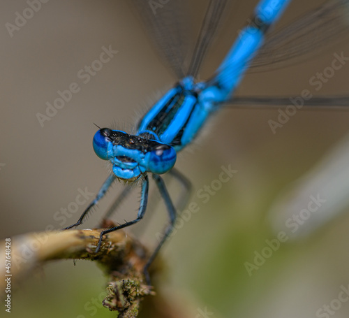 common blue damselfly, or northern bluet (Enallagma cyathigerum) on grass in detail photo