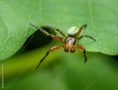 green orb weaver spider (Araniella opisthographa) on a leaf © Petr