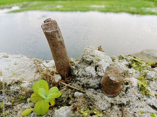 Nature wood plant photo with water photo