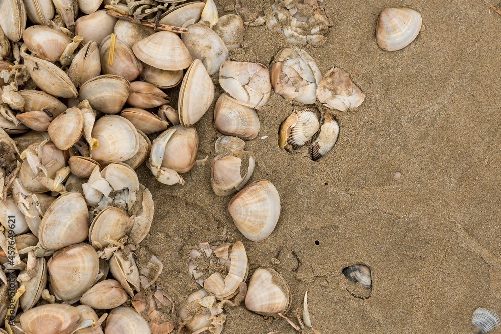 Shells and dead crabs on the shore