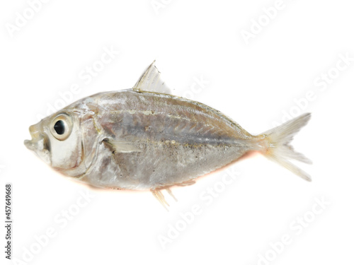 Closeup view of Fresh Pony Fish isolated on white background.Selective focus.