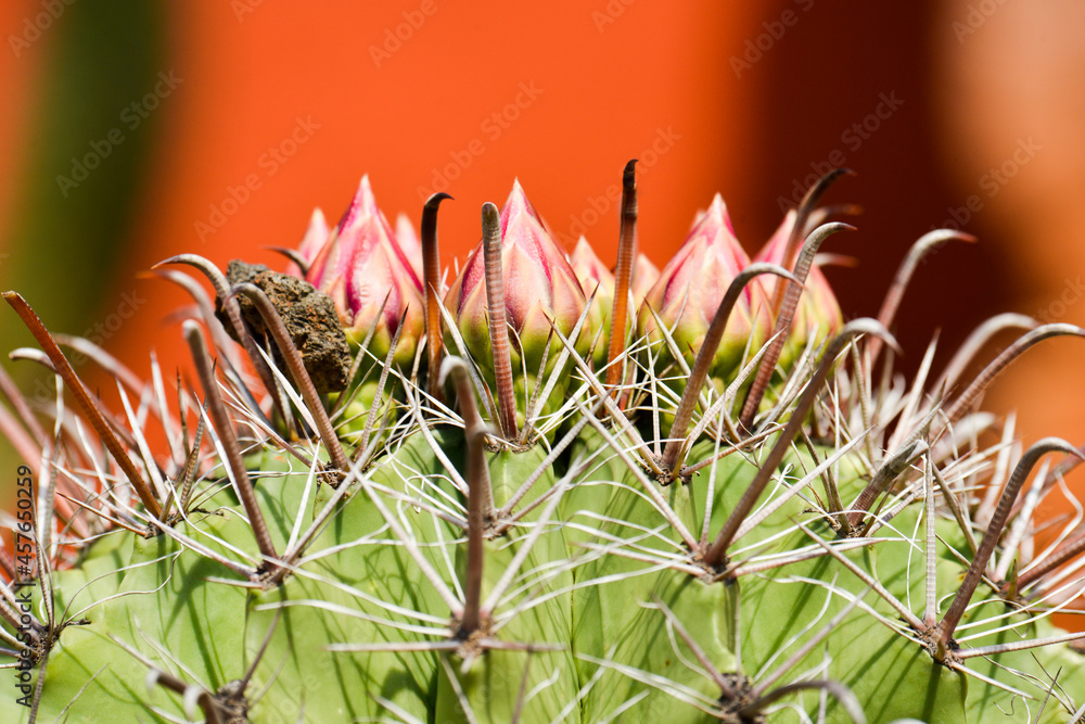 Cactus and pitayas from the land of Sinaloa in northwestern Mexico El ...