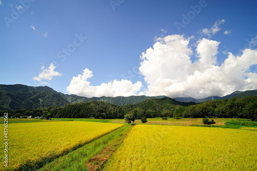 Fototapeta Naklejka Na Ścianę i Meble -  青空と山の風景とあぜ道に区分けされている日本の田んぼ