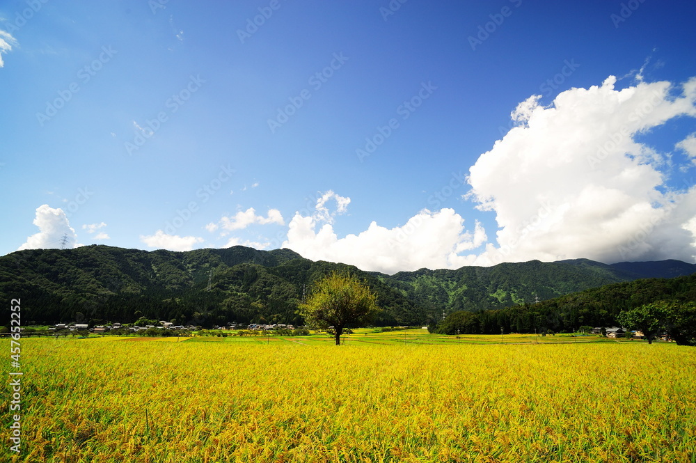 青空と雲と山と一本の木に日本の田んぼ