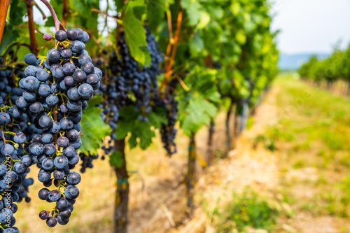 Wallpaper Mural blue merlot grapes in green vineyard Torontodigital.ca