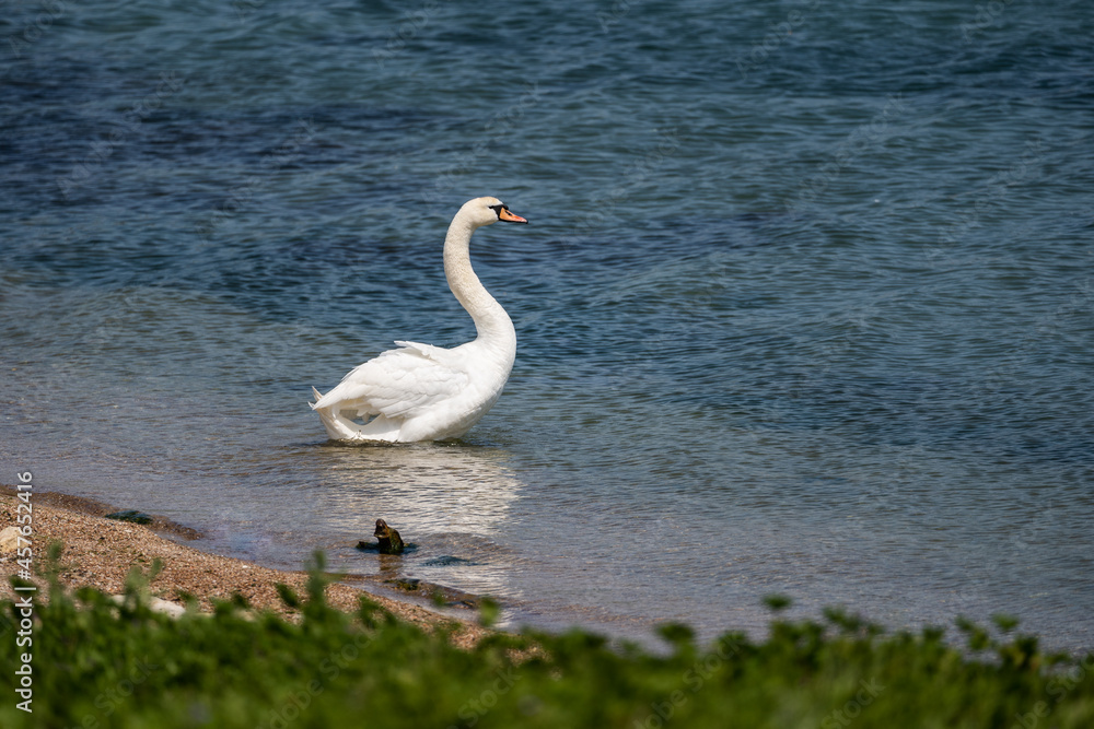 A white swan enters the water from the shore. Lake bird. Romantic animal. A symbol of love and fidelity.