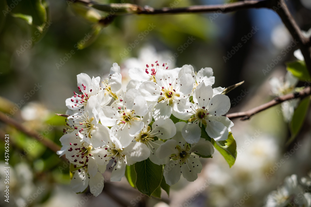 Blooming fragrant apple tree in a spring garden on a sunny day. Lots of green leaves. Fresh clean air away from the city. Close-up.