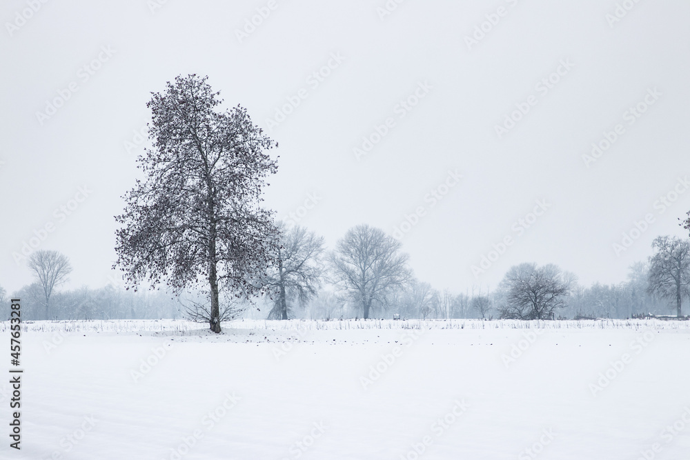 Snowy landscape, snow, snowfall Snowy landscape, snow, snowfall
