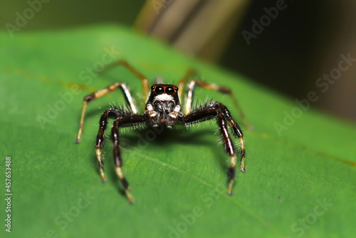 Beautiful Jumping spider looking at me with many eyes.