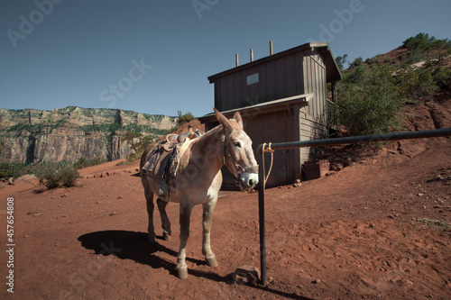View of the nice horse/mule in grand canyon environment
