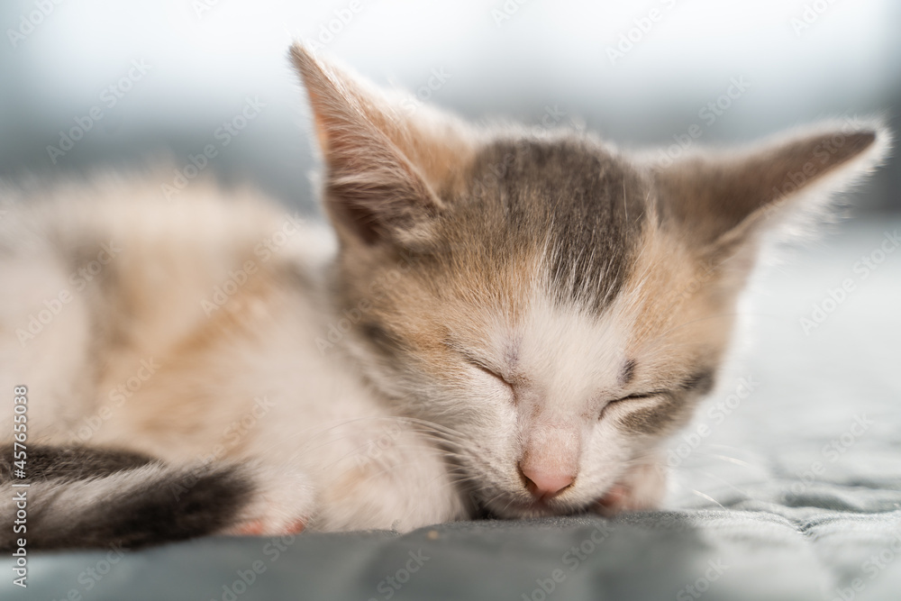 Cute face of a sleeping kitten in a bright bedroom. Gray-red-white cat. Sweet pet dream. Close-up, blurred background.