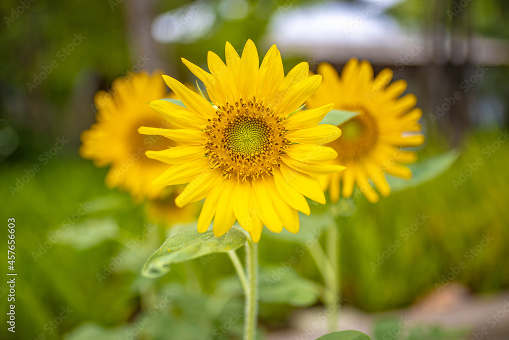sunflower in the garden