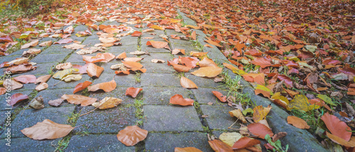 Fallen autumn leaves lie on the sidewalk in the park, blurry background