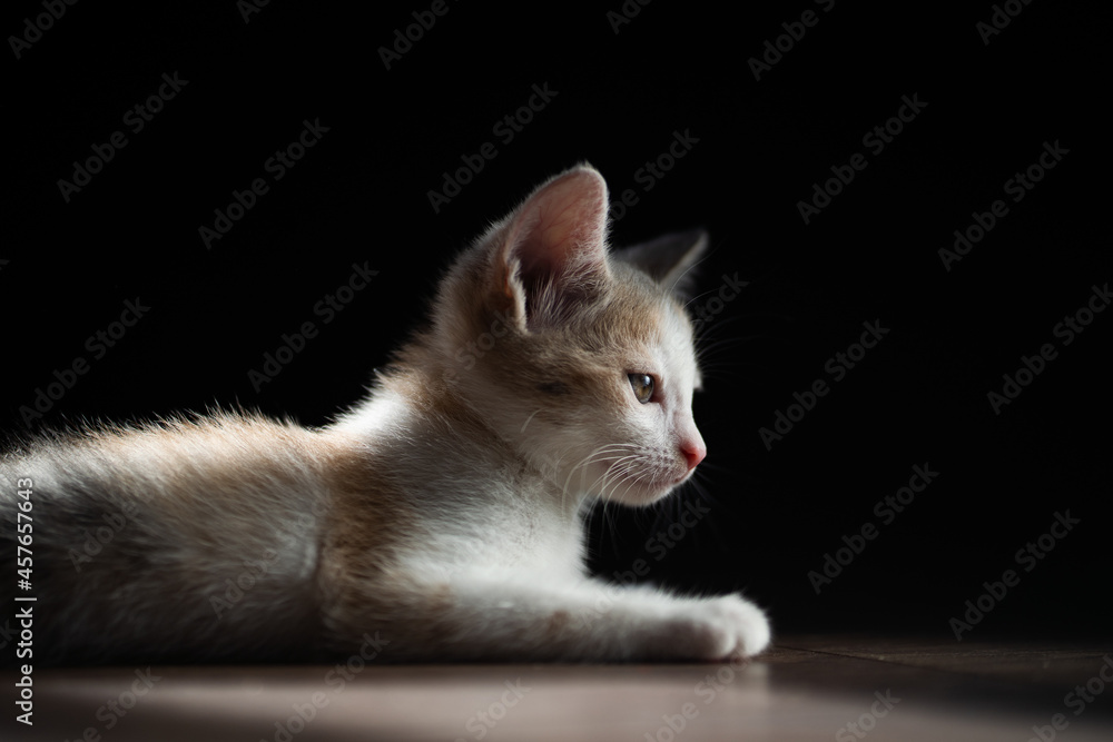 A graceful red-white kitten lies on a laminate. A pet. Close-up, black background.