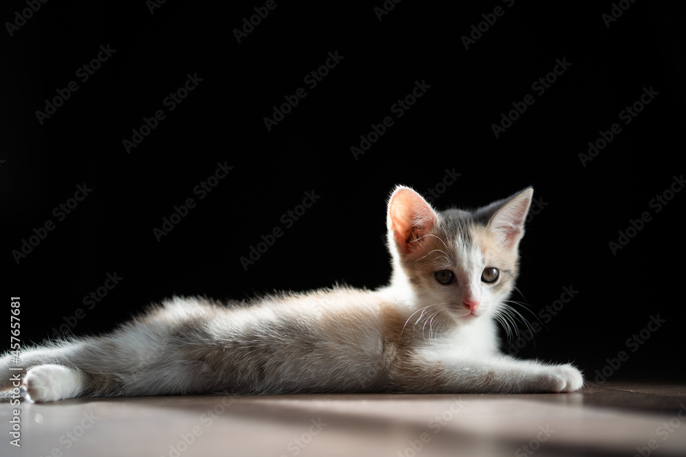 A beautiful kitten is stretched out on the parquet floor. He looks cute at the camera. Close-up, black background.