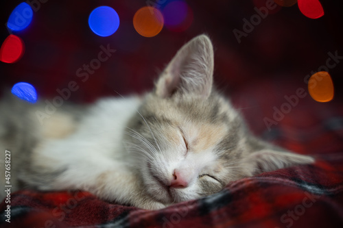 Best Christmas present. Cute sleeping kitten on the background of twinkling garlands. Close-up, blurred background.