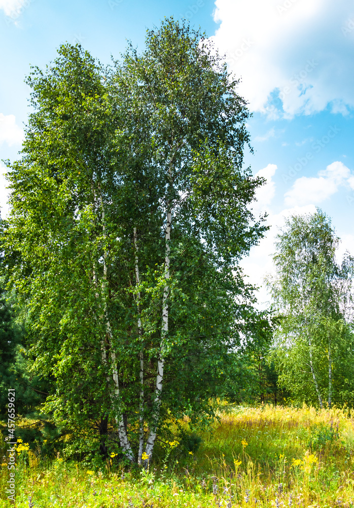 Fototapeta premium trees in the woods