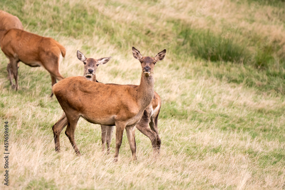 young deers eyeing with curiosity on grass slope, Black Forest, Germany young deers eyeing with curiosity on grass slope, Black Forest, Germany