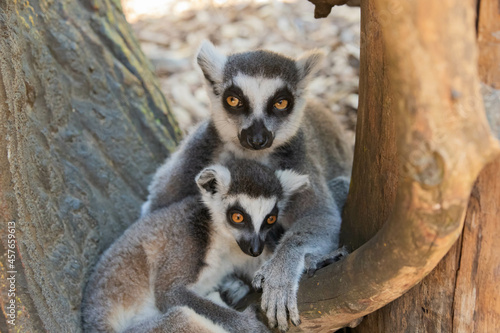 Madagascar lemurs, mother with baby close up