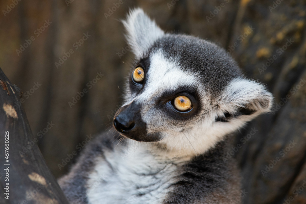Obraz premium Madagascar lemur with yellow eyes close up