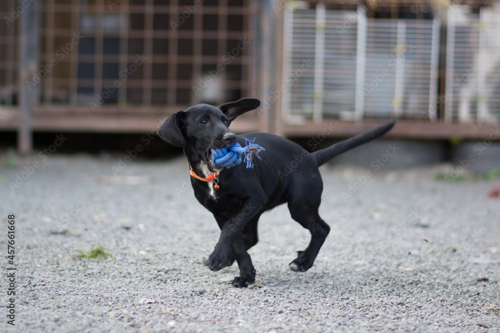 Cute black mix breed puppy dog playing with toy on the yard