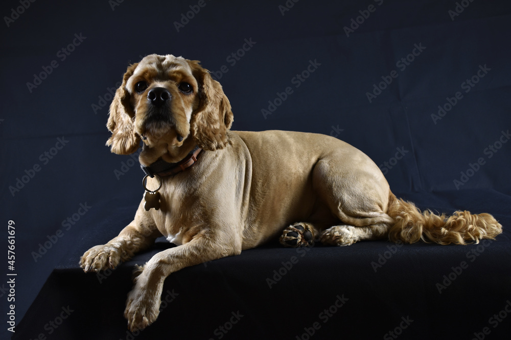 photo of a dog Cocker Spaniel on a black background photo of a dog Cocker Spaniel on a black background