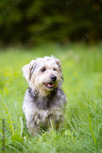 Smiling shaggy terrier dog posing in the nature
