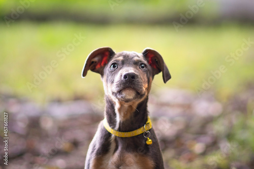 Beautiful blue tricolor amstaff puppy dog portrait posing in the forest 